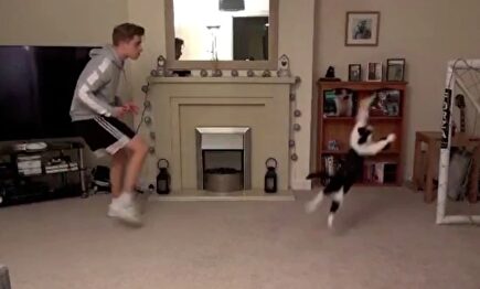 El gato que deja boquiabierto al mundo del fútbol: ¿el felino mejor portero del mundo?