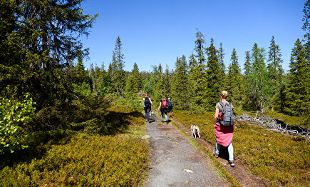 Uno de los parques nacionales de Finlandia. | David Alonso Rincón
