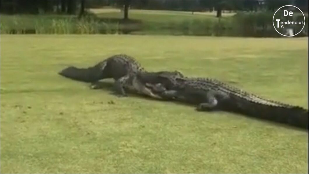 La viral pelea a muerte de dos cocodrilos en un campo de golf