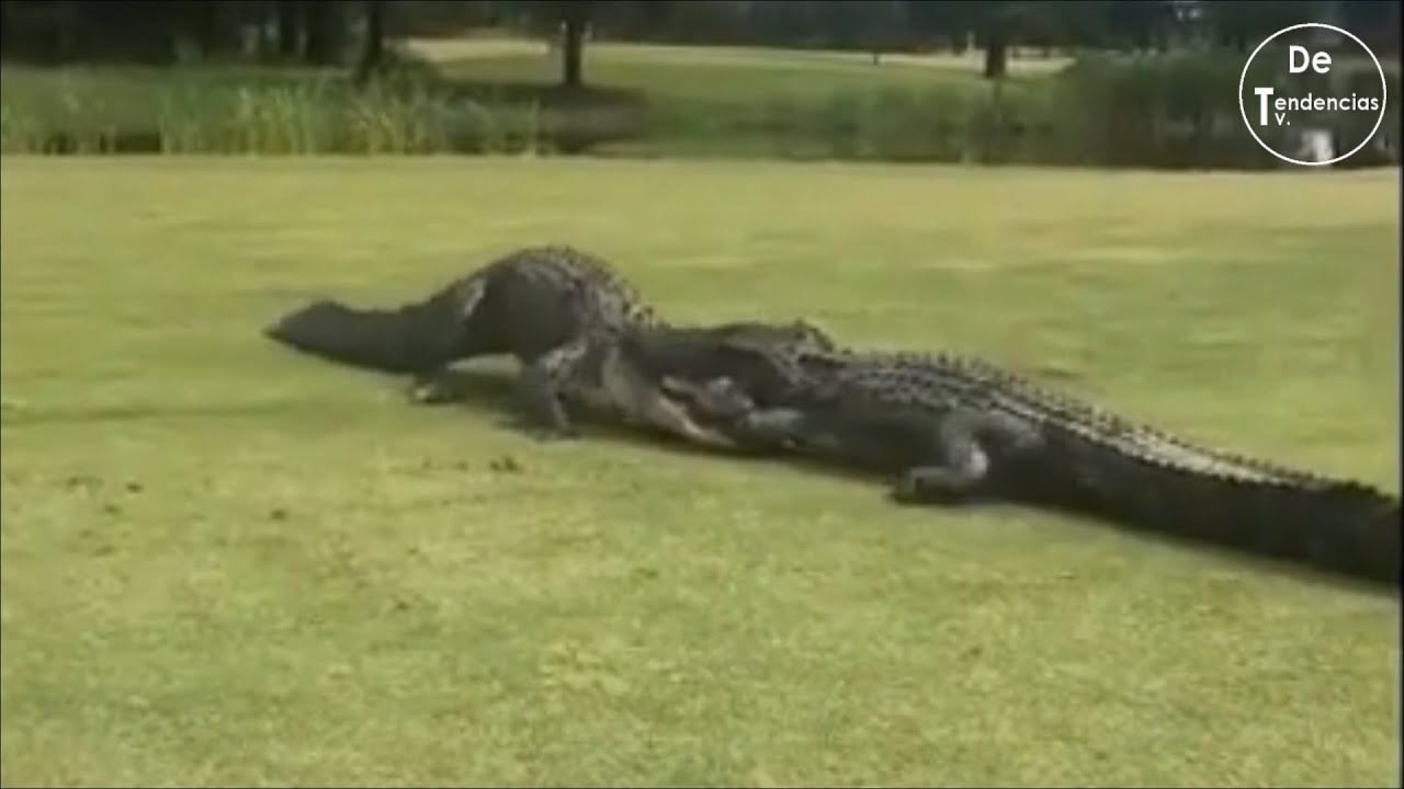 La viral pelea a muerte de dos cocodrilos en un campo de golf