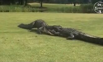 La viral pelea a muerte de dos cocodrilos en un campo de golf