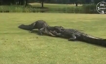 La viral pelea a muerte de dos cocodrilos en un campo de golf