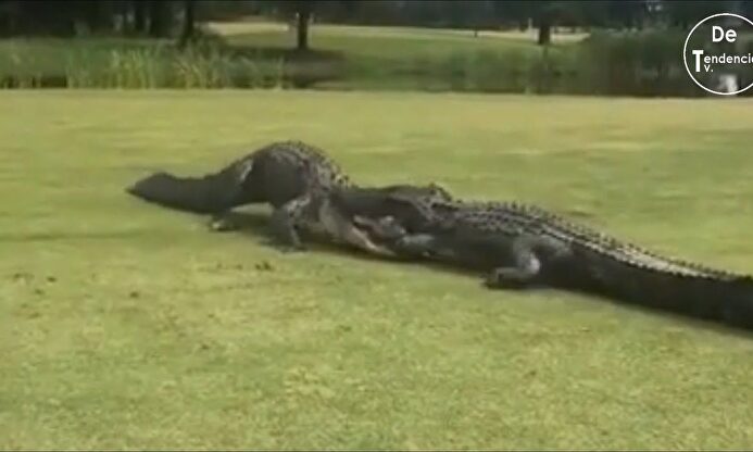 La viral pelea a muerte de dos cocodrilos en un campo de golf