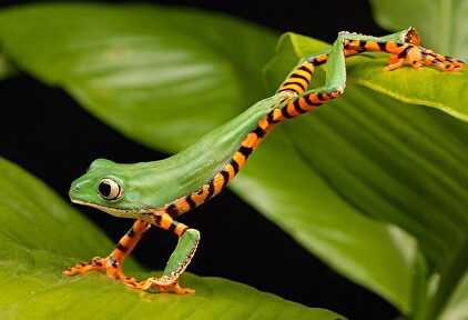 Rana lemur naranja. | Pixabay