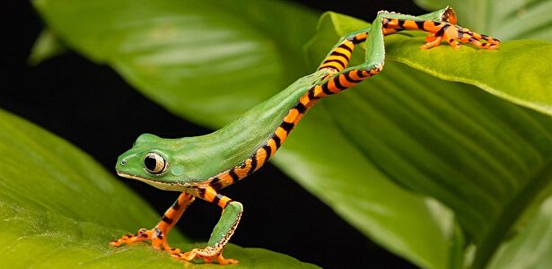 Rana lemur naranja. | Pixabay