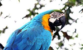 Ejemplar de un loro en libertad | Pixabay/CC/kuszapro