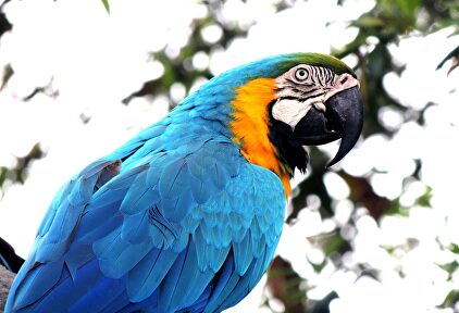 Ejemplar de un loro en libertad | Pixabay/CC/kuszapro