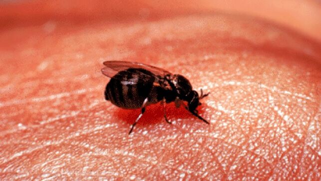 Un hombre sufre 45 mordeduras de mosca negra jugando a pádel en ...