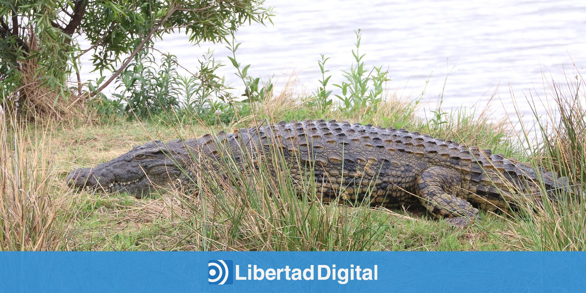 Alerta por huellas de cocodrilo del Nilo en el Duero