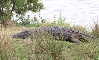 Ejemplar de "cocodrilo del Nilo". | Pixabay/CC/polyfish