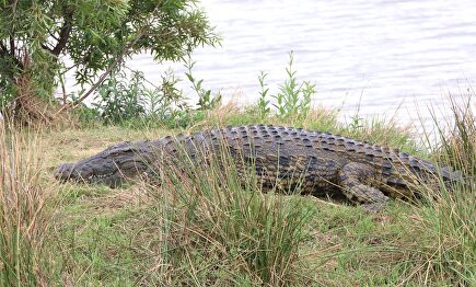 Ejemplar de "cocodrilo del Nilo". | Pixabay/CC/polyfish