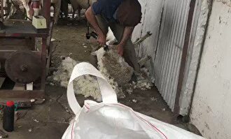 Cavani piensa en su futuro mientras siega y esquila ovejas en el campo