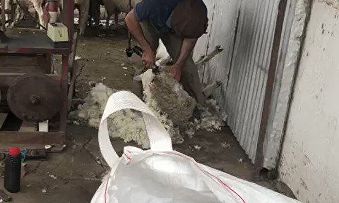 Cavani piensa en su futuro mientras siega y esquila ovejas en el campo