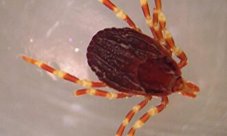 Ejemplar de garrapata Hyalomma marginatum. | Wikipedia