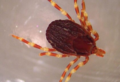 Ejemplar de garrapata Hyalomma marginatum. | Wikipedia