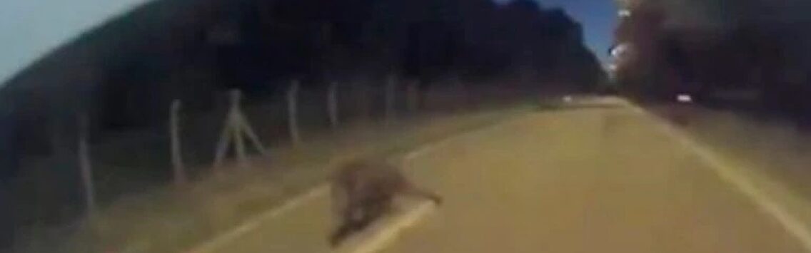 Un Tesla esquiva a un jabalí en plena noche con una maniobra increíble