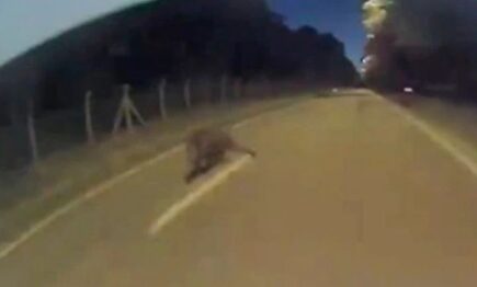 Un Tesla esquiva a un jabalí en plena noche con una maniobra increíble