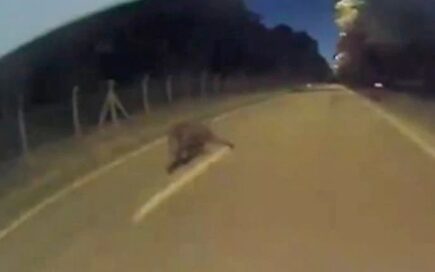 Un Tesla esquiva a un jabalí en plena noche con una maniobra increíble