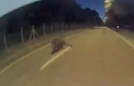 Un Tesla esquiva a un jabalí en plena noche con una maniobra increíble