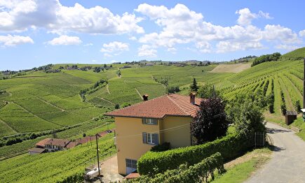 Viña en Piamonte, Italia | Wikipedia