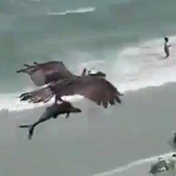 El impactante momento en el que un águila atrapa a un tiburón y se lo lleva volando