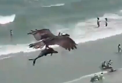 El impactante momento en el que un águila atrapa a un tiburón y se lo lleva volando