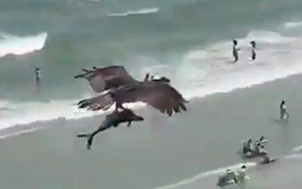 El impactante momento en el que un águila atrapa a un tiburón y se lo lleva volando