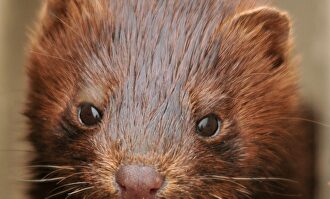 Visón | Pixabay/CC/skeeze