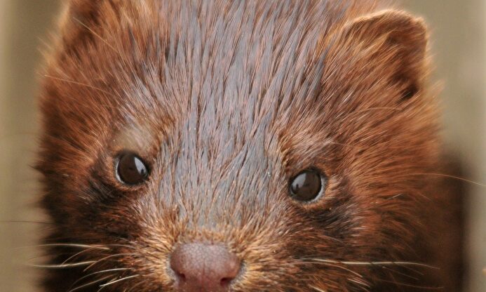 Visón | Pixabay/CC/skeeze