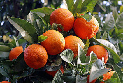 Naranjas recién recolectadas | Flickr/CC/Joanbrebo