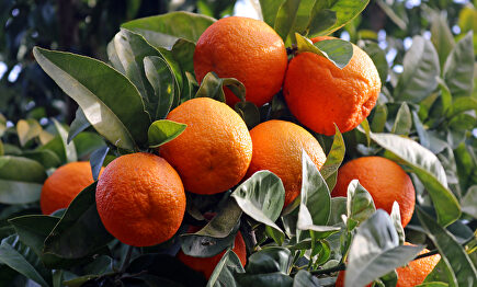 Naranjas recién recolectadas | Flickr/CC/Joanbrebo