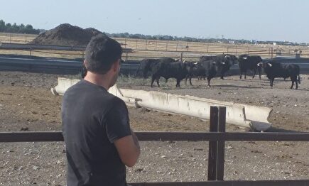 El banderillero, Javier Palomeque, mira a los toros bravos (Albacete) | EFE