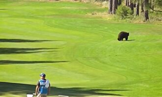 Un oso irrumpe en la segunda jornada de un torneo del PGA Tour