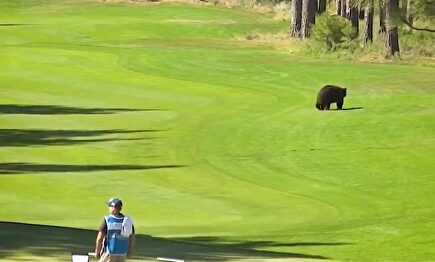 Un oso irrumpe en la segunda jornada de un torneo del PGA Tour