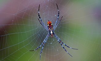 Los animales más peligrosos | Pixabay