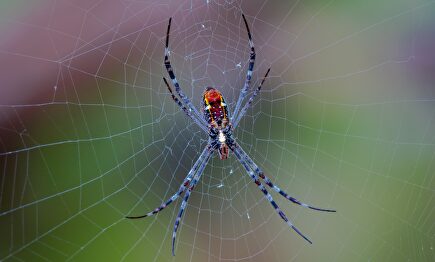 Los animales más peligrosos | Pixabay