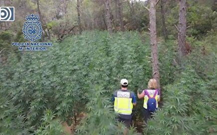 La Policía desmantela una megaplantación de marihuana en el interior de un bosque de Huesca