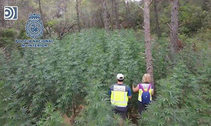 La Policía desmantela una megaplantación de marihuana en el interior de un bosque de Huesca