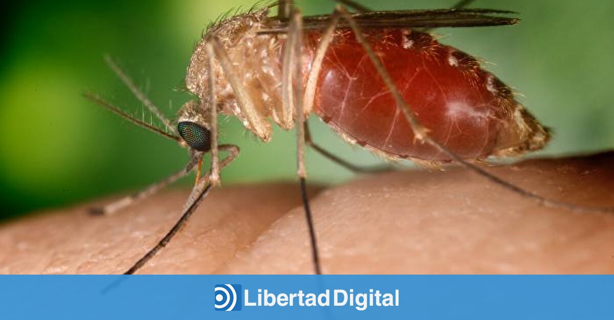 Muere un hombre en Sevilla al que el virus del Nilo dejó tetrapléjico