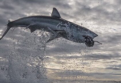 Espectacular: un gran tiburón blanco salta 4,5 metros por encima del agua
