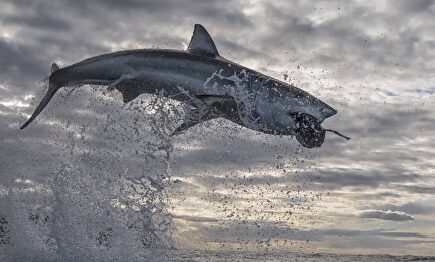 Espectacular: un gran tiburón blanco salta 4,5 metros por encima del agua