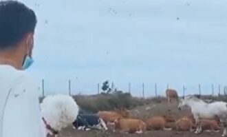 El vídeo de Laro Setién donde pregunta a unas vacas si el Barcelona ganará la Champions | Captura