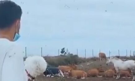 El vídeo de Laro Setién donde pregunta a unas vacas si el Barcelona ganará la Champions | Captura