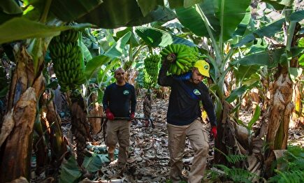 Plantación de plátanos en Canarias. | Europa Press - Asprocan
