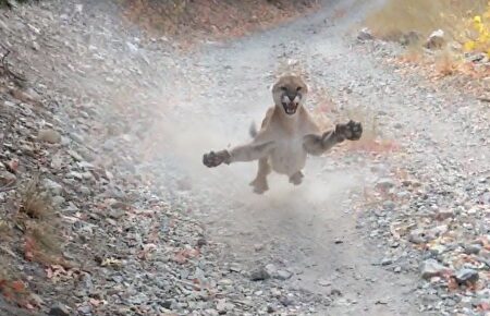 Un corredor es perseguido por un puma en mitad de la montaña durante varios minutos