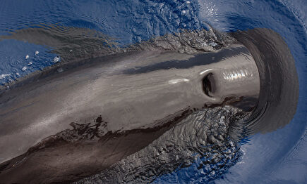 Avistando ballenas al sur de Tenerife o cuando la naturaleza se disfruta como un lujo