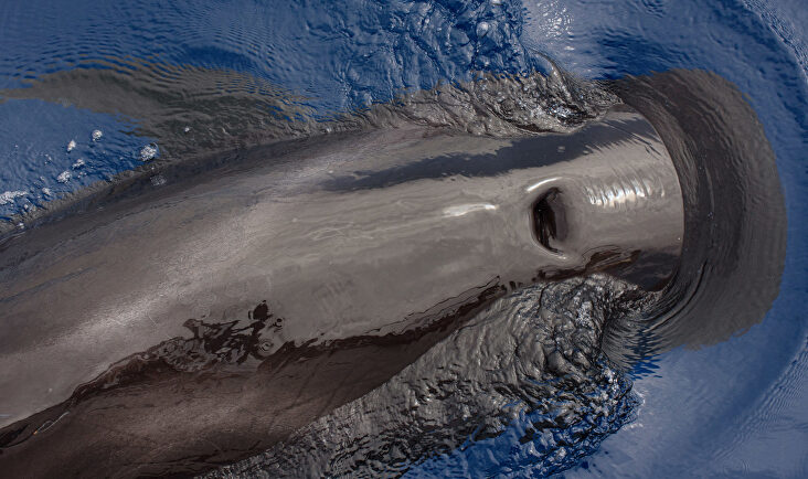 Avistando ballenas al sur de Tenerife o cuando la naturaleza se disfruta como un lujo