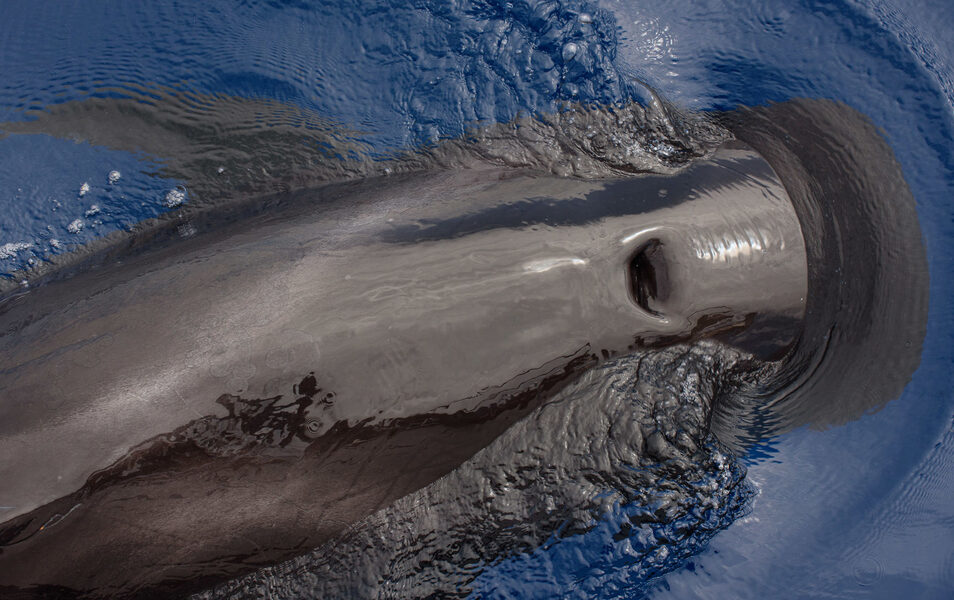 Avistando ballenas al sur de Tenerife o cuando la naturaleza se disfruta como un lujo - Artículos de viaje Uno de los atractivos quizá menos conocidos de Tenerife son estos viajes que permiten acercarse a estos animales fascinantes... y disfrutar del mar.