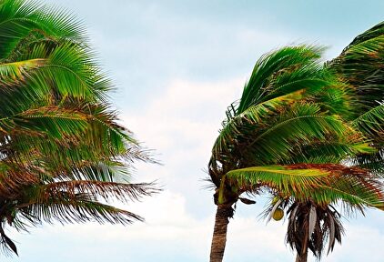 Dos palmeras agitadas por un viento fuerte. | Europa Press