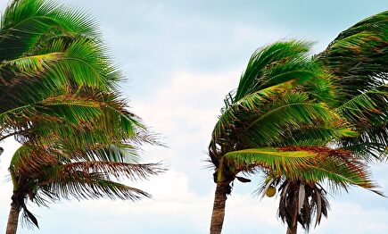 Dos palmeras agitadas por un viento fuerte. | Europa Press